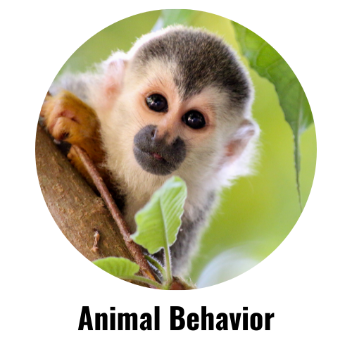 Animal Behavior